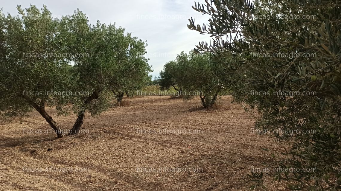 Fotos de En venta  Tierra de olivos