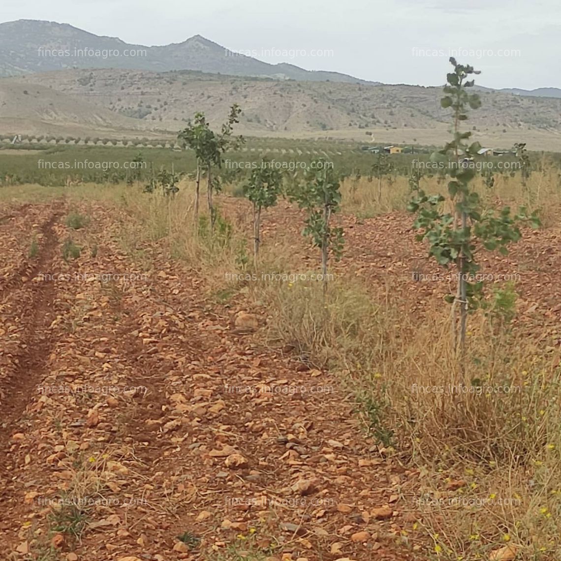 Fotos de En venta  finca pistachos en venta