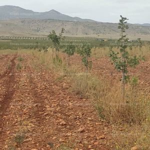 En venta  finca pistachos en venta