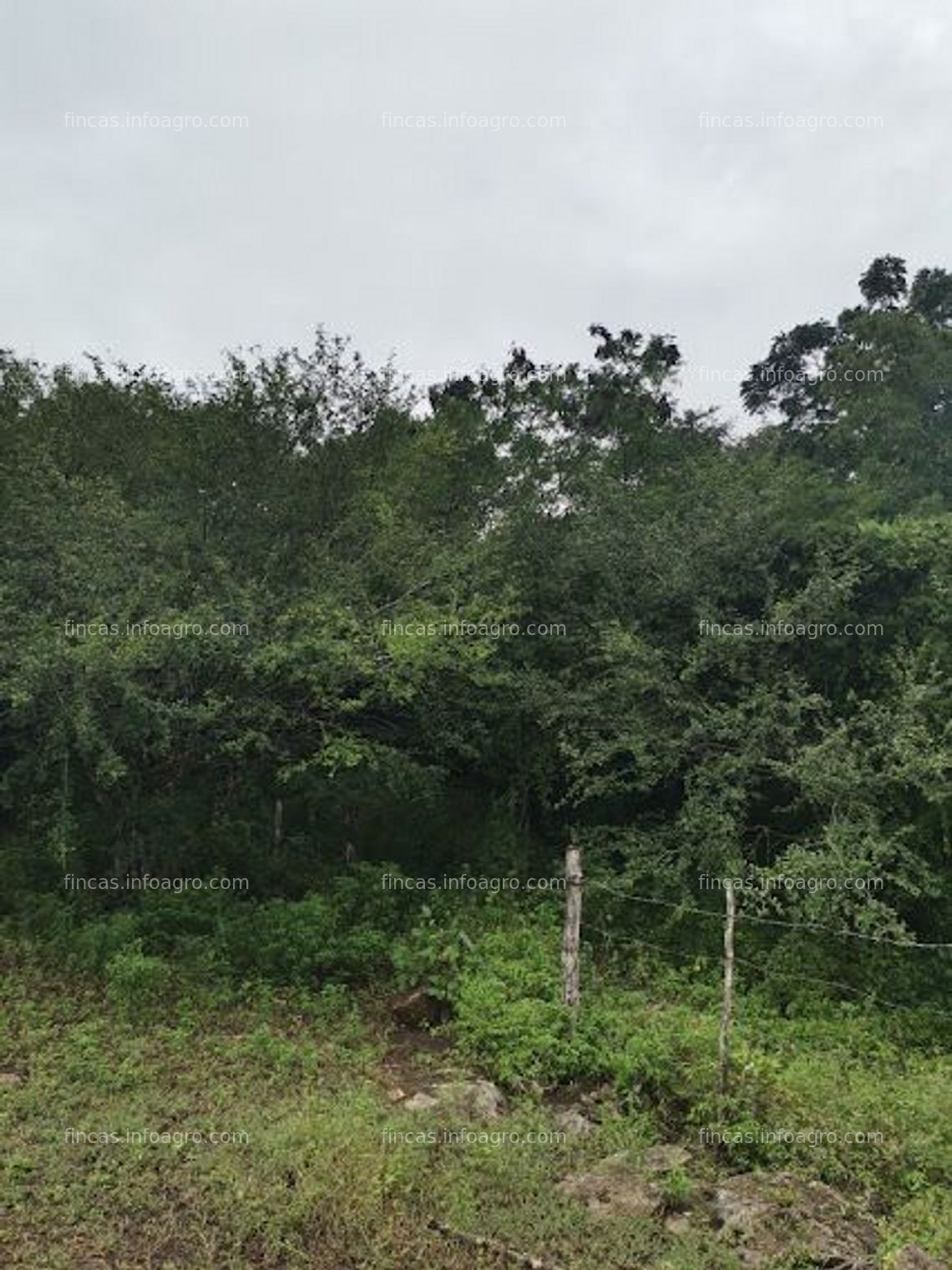 Fotos de En venta  30 HECTÁREAS DE TERRENO  EN LA CARRETERA IZAMAL-CHICHÉN ITZÁ