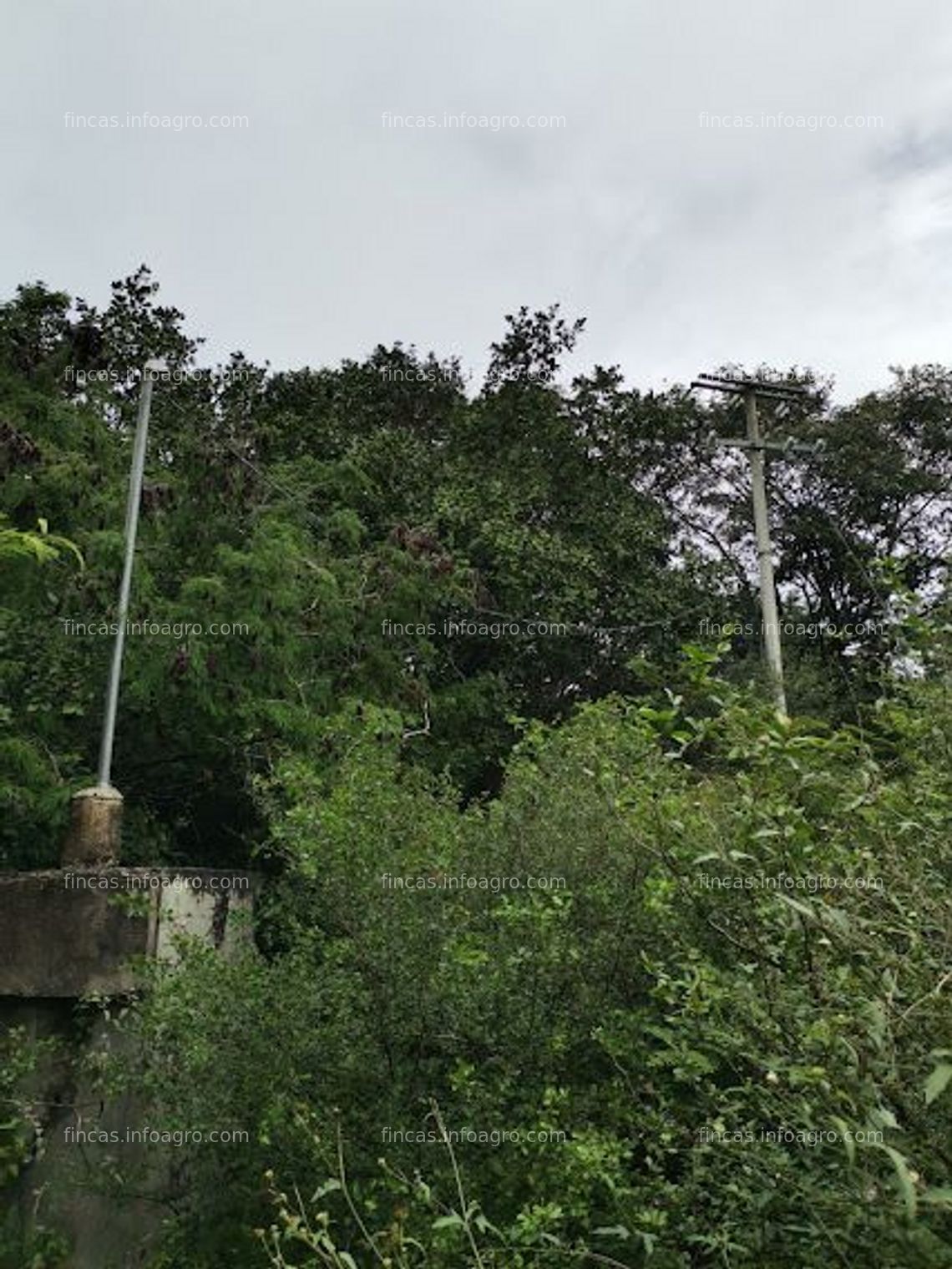 Fotos de En venta  30 HECTÁREAS DE TERRENO  EN LA CARRETERA IZAMAL-CHICHÉN ITZÁ