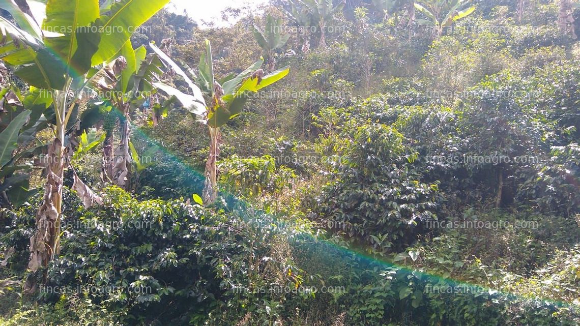 Fotos de Vendo HERMOSA FINCA AGRÍCOLA ARGELIA NORTE DEL VALLE DEL CAUCA