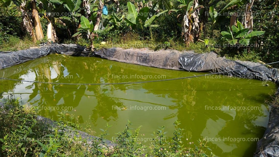 Fotos de Vendo HERMOSA FINCA AGRÍCOLA ARGELIA NORTE DEL VALLE DEL CAUCA