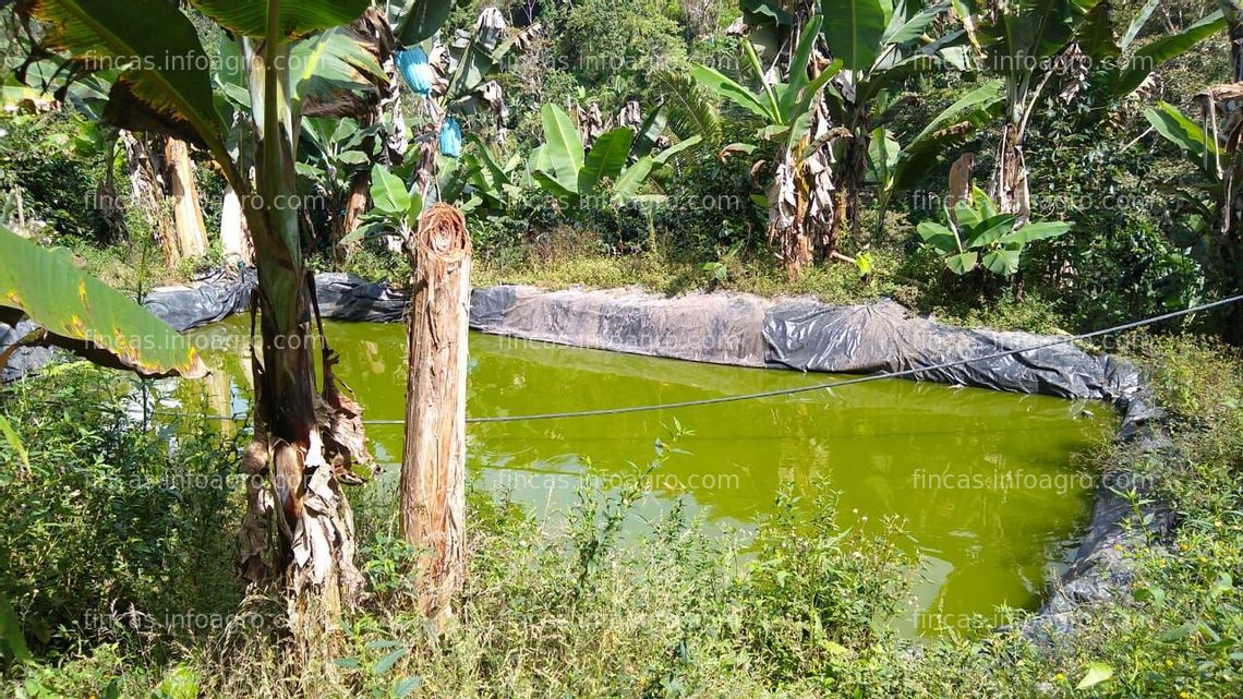 Fotos de Vendo HERMOSA FINCA AGRÍCOLA ARGELIA NORTE DEL VALLE DEL CAUCA