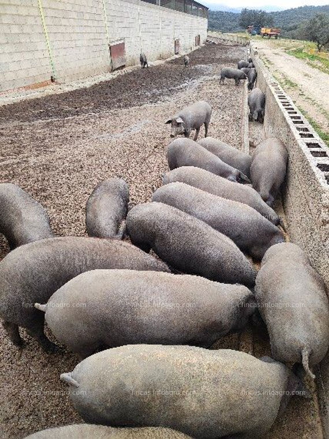 Fotos de Se vende Finca ganadera y de caza, alhambrada en su totalidad.