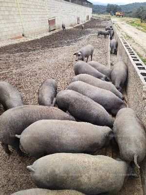 Se vende Finca ganadera y de caza, alhambrada en su totalidad.