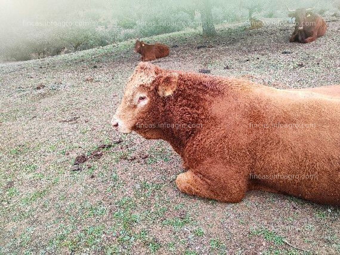 Fotos de Se vende Finca ganadera y de caza, alhambrada en su totalidad.