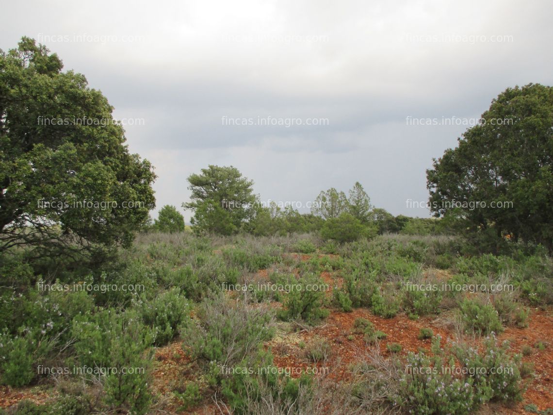 Fotos de A la venta Bonita Finca cerca Ruidera y Laguna Blanca(Villahermosa (C-Real))