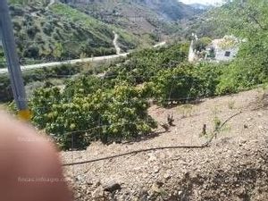 En venta  Finca de recreo con producción de aguacates.