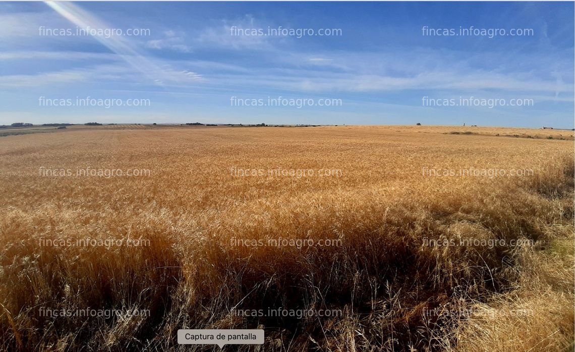 Fotos de A la venta finca rustica de secano 2 ha 32 a 65 ca