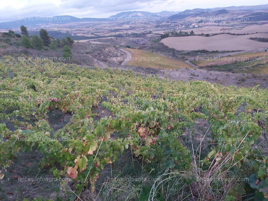 Fotos de Se vende viñedo centenario en Navarra, variedad garnacha