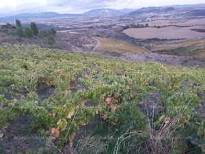Se vende viñedo centenario en Navarra, variedad garnacha
