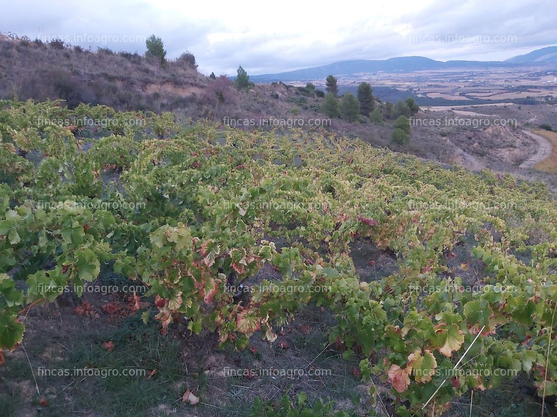 Fotos de Se vende viñedo centenario en Navarra, variedad garnacha