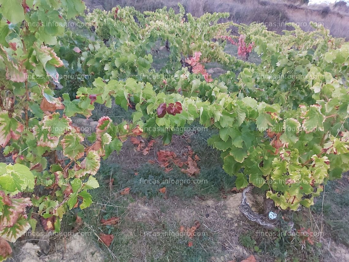 Fotos de Se vende viñedo centenario en Navarra, variedad garnacha