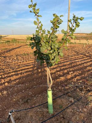 A la venta o arriendo Parcela rústica con Pistachero 