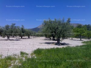 En venta  Finca 289 ha montaña de Alicante