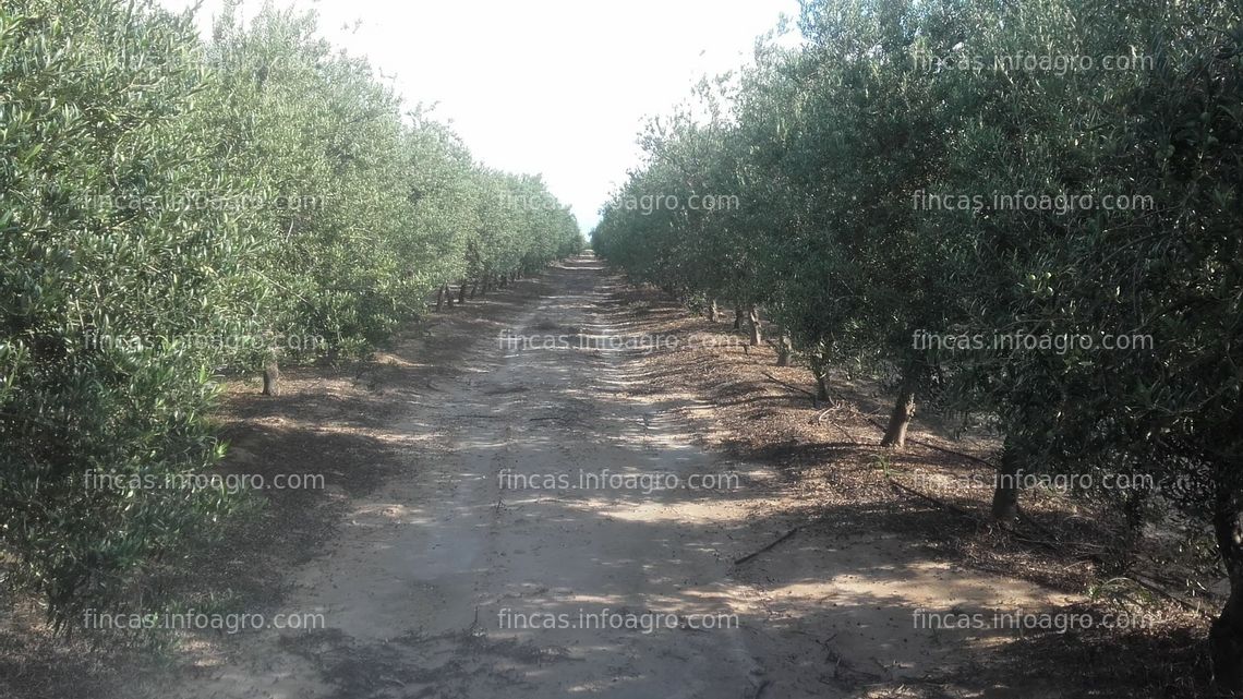 Fotos de En venta  800 has de olivar y almazara en Poman, Catamarca, Argentina