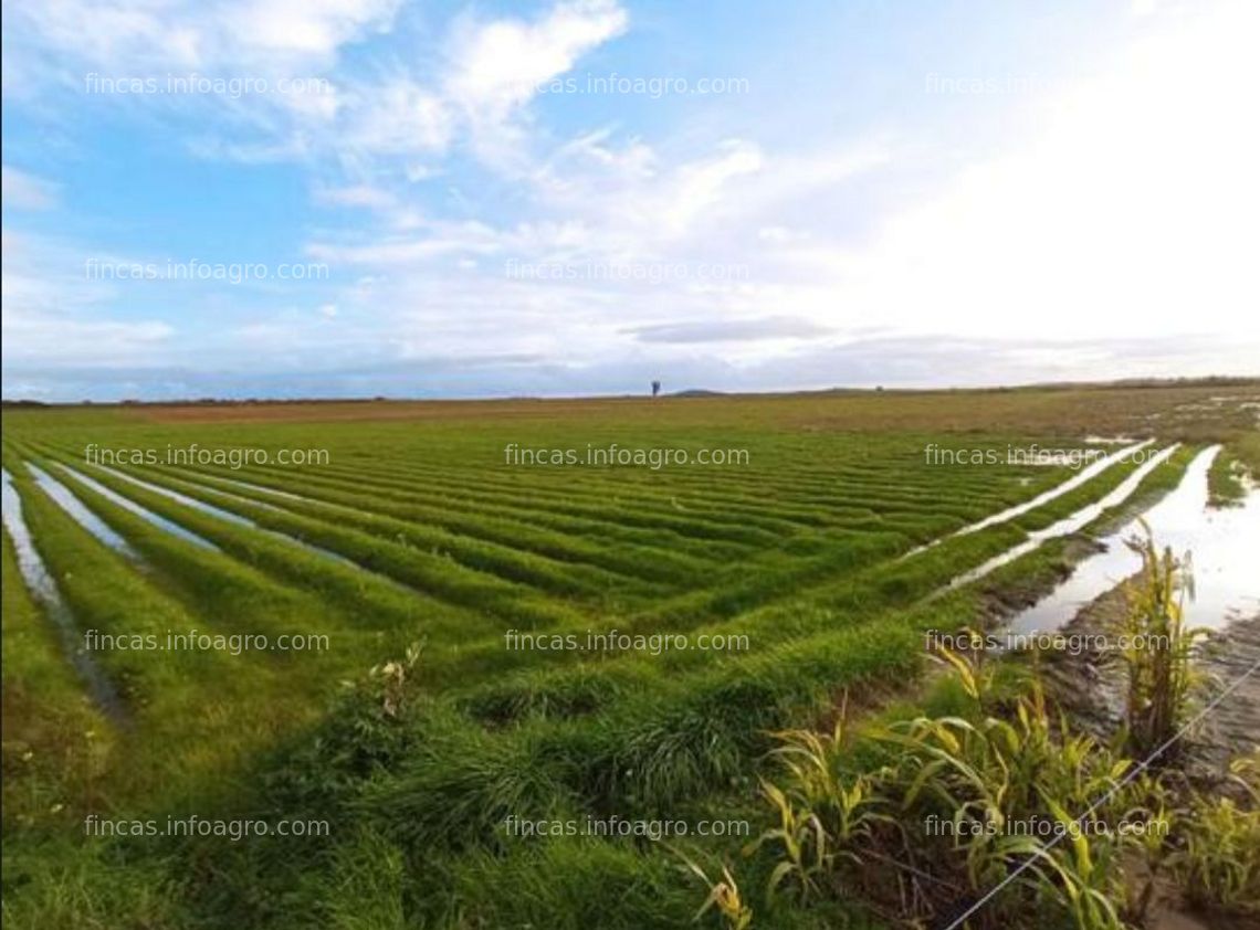 Fotos de A la venta Finca de Regadío en VALDEHORNILLOS (Badajoz)