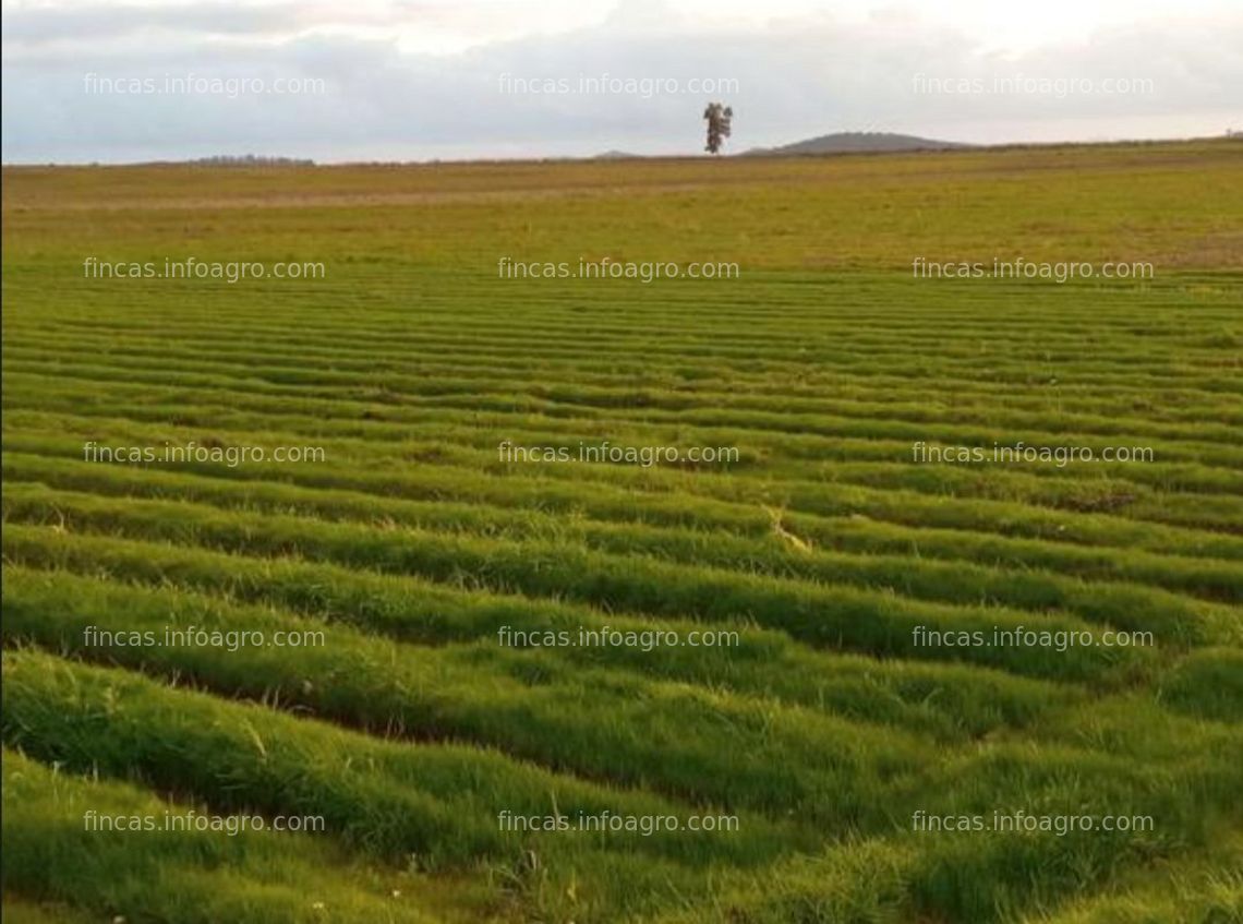 Fotos de A la venta Finca de Regadío en VALDEHORNILLOS (Badajoz)