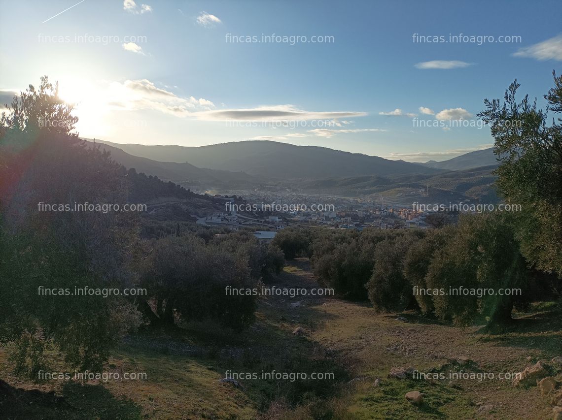 Fotos de En venta  PARCELA DE OLIVOS EN LOS VILLARES (JAÉN)