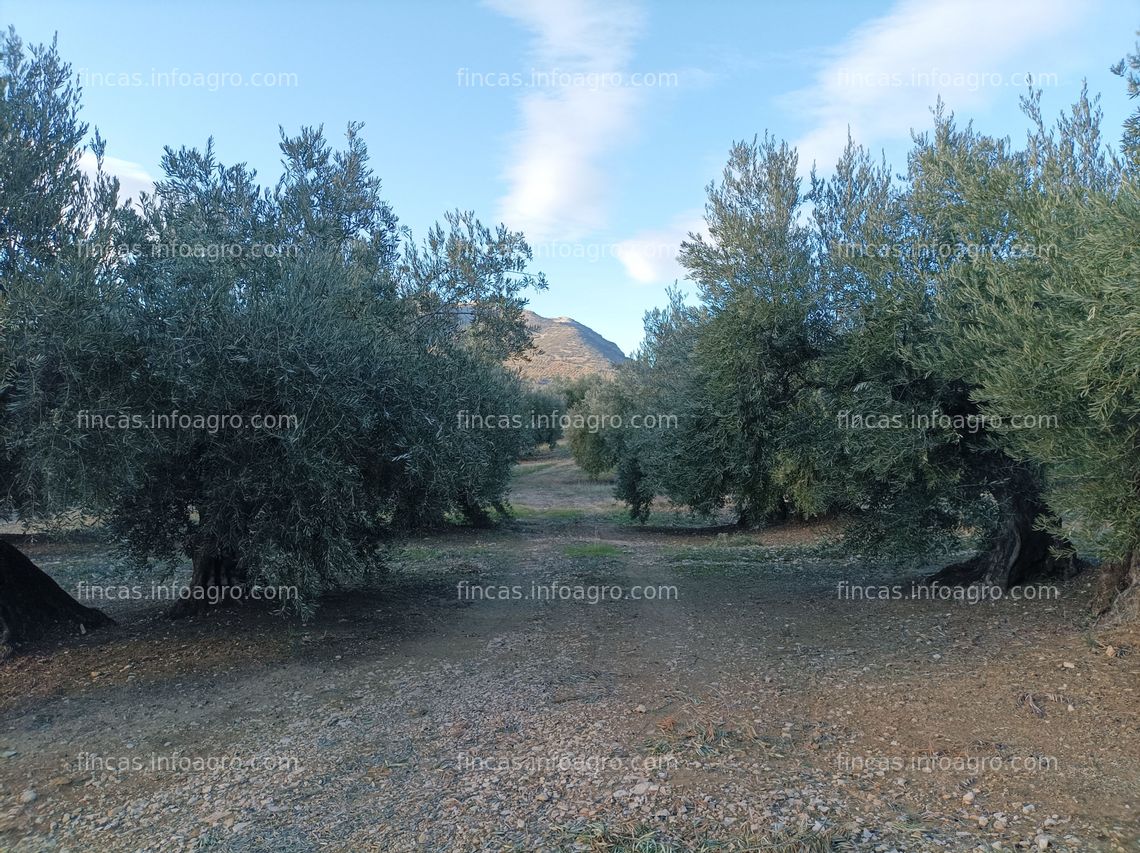 Fotos de En venta  PARCELA DE OLIVOS EN LOS VILLARES (JAÉN)