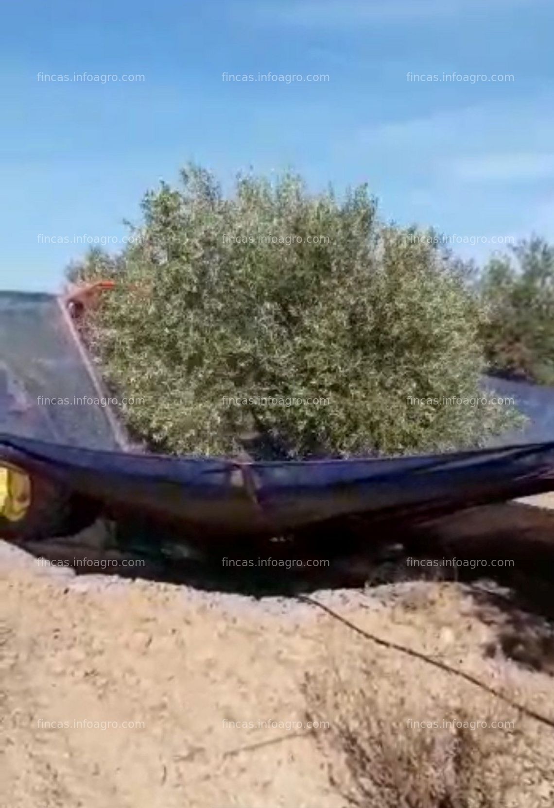 Fotos de A la venta Parcela rústica con olivos