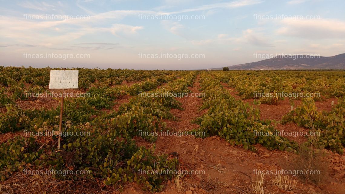 Fotos de A la venta viñedo de secano