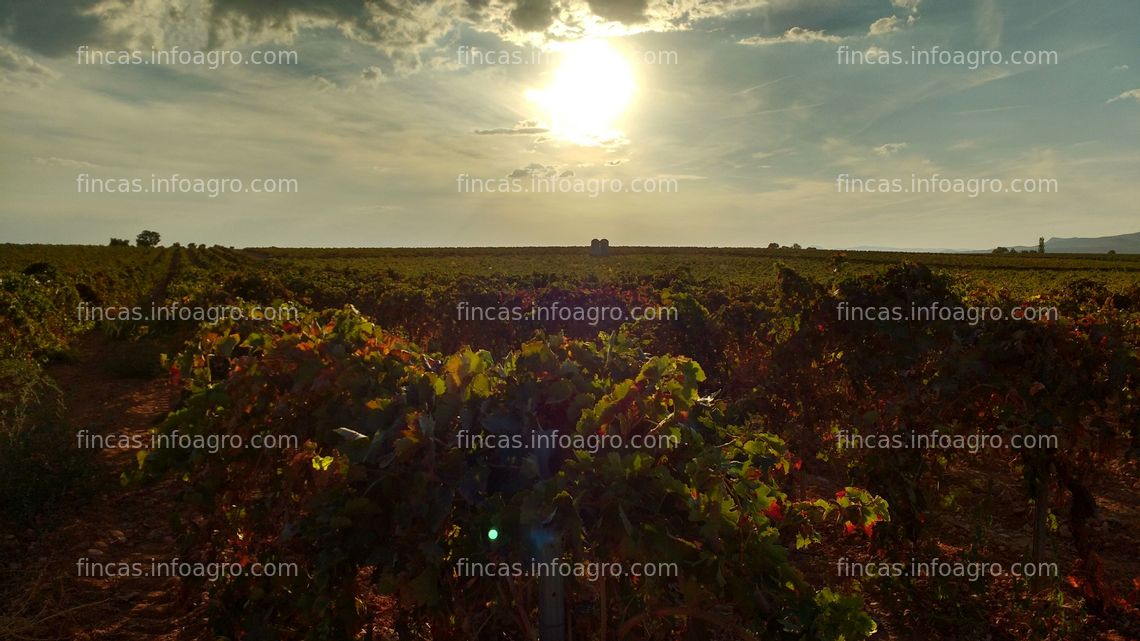 Fotos de A la venta viñedo de secano