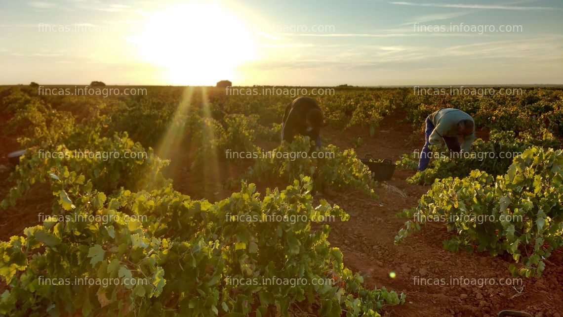 Fotos de A la venta viñedo de secano