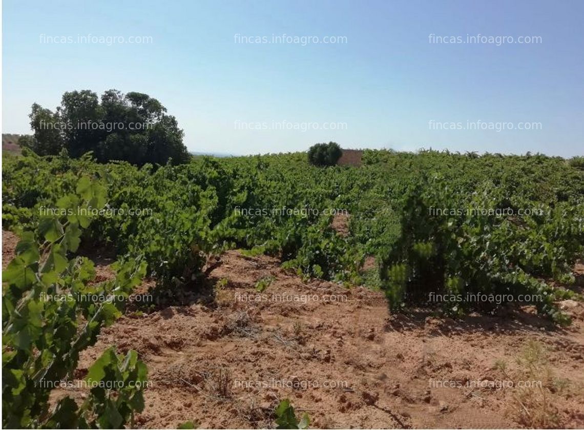 Fotos de Vendo Parcela de viñedos Macabeo del Moro