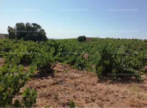 Vendo Parcela de viñedos Macabeo del Moro