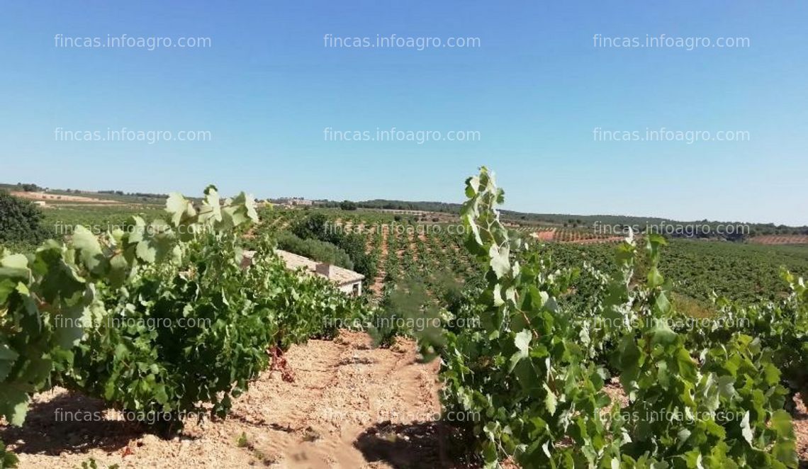 Fotos de Vendo Parcela de viñedos Macabeo del Moro