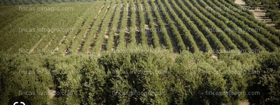 Fotos de Se alquila Parcela rústica con olivos y almacen