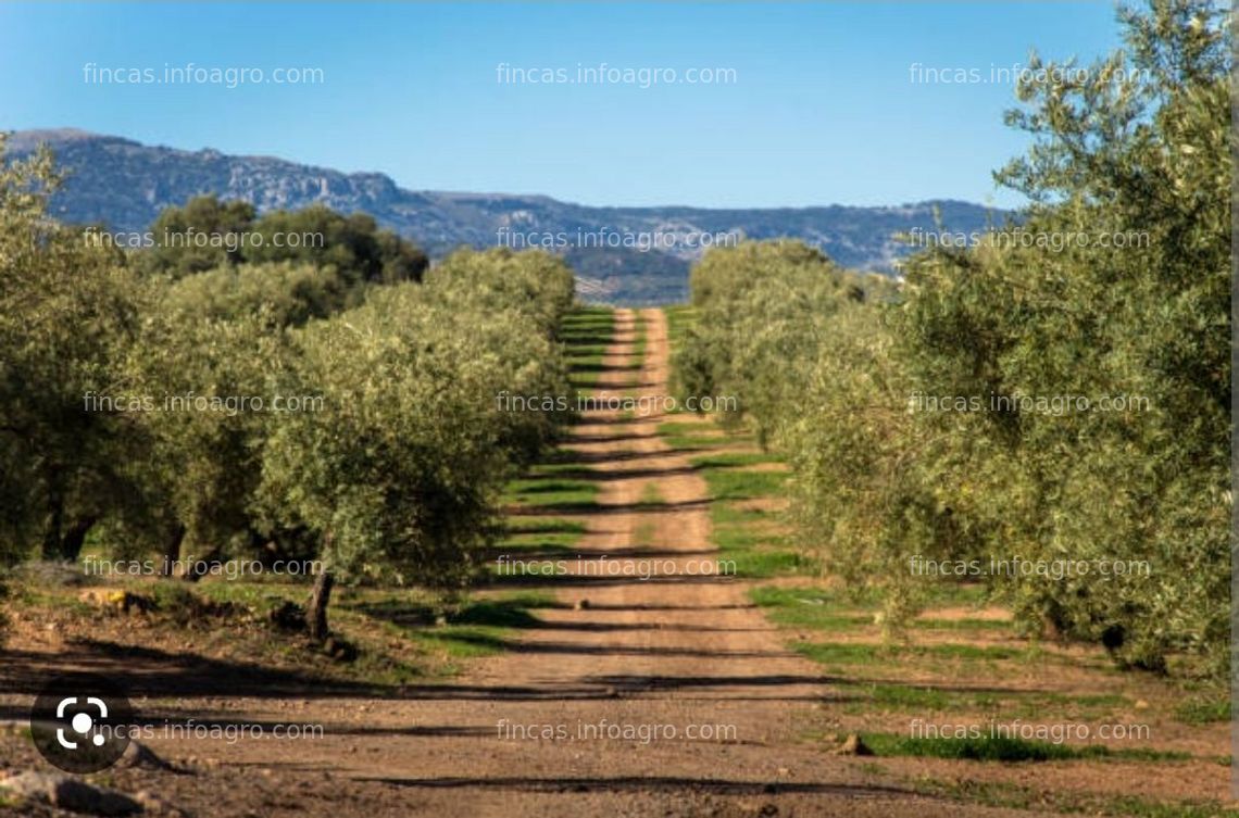 Fotos de Se alquila Parcela rústica con olivos y almacen