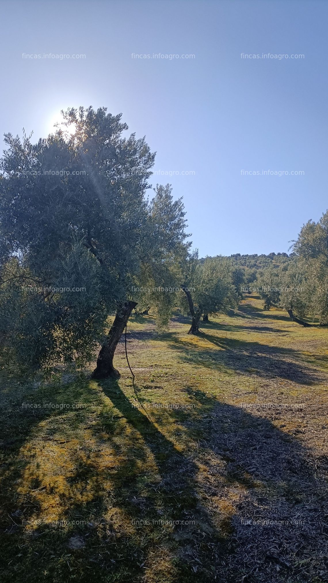 Fotos de Vendo parcela de 300 olivos 