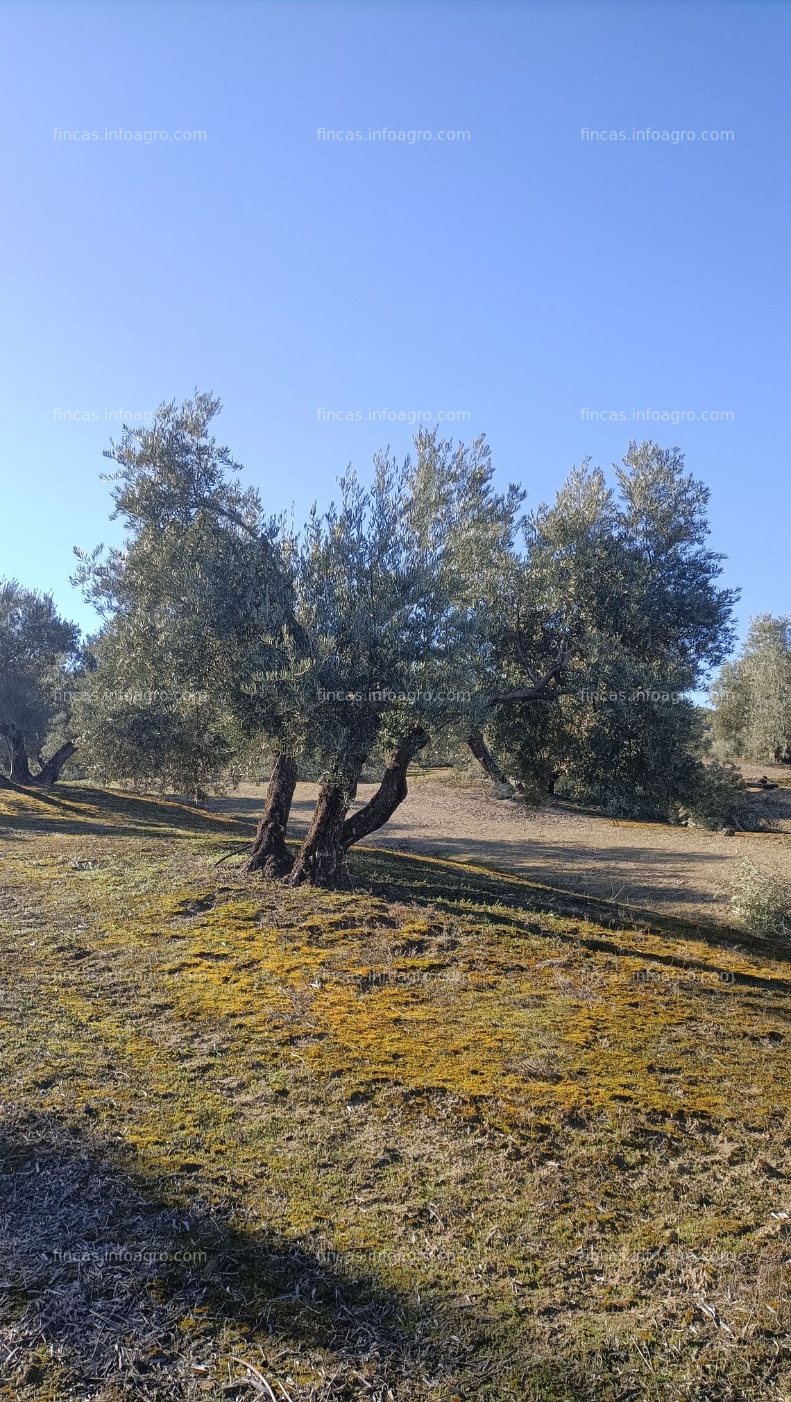 Fotos de Vendo parcela de 300 olivos 