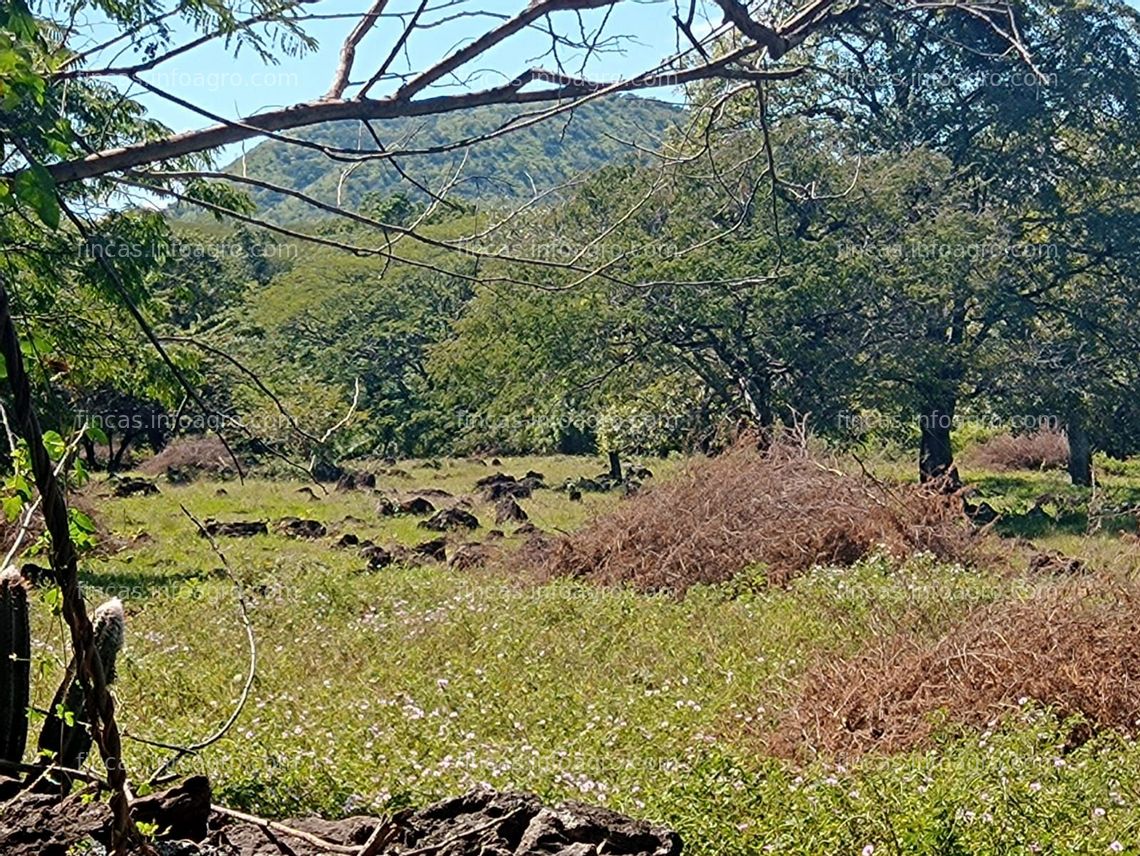 Fotos de En venta  FINCAS GANADERAS,  CON PALMA AFRICANA Y CAÑERAS Y UNA CAMARONERA