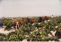 Fotos de A la venta FINCA DE VIÑEDOS JEREZ DE LA FRONTERA 