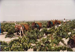 A la venta FINCA DE VIÑEDOS JEREZ DE LA FRONTERA 