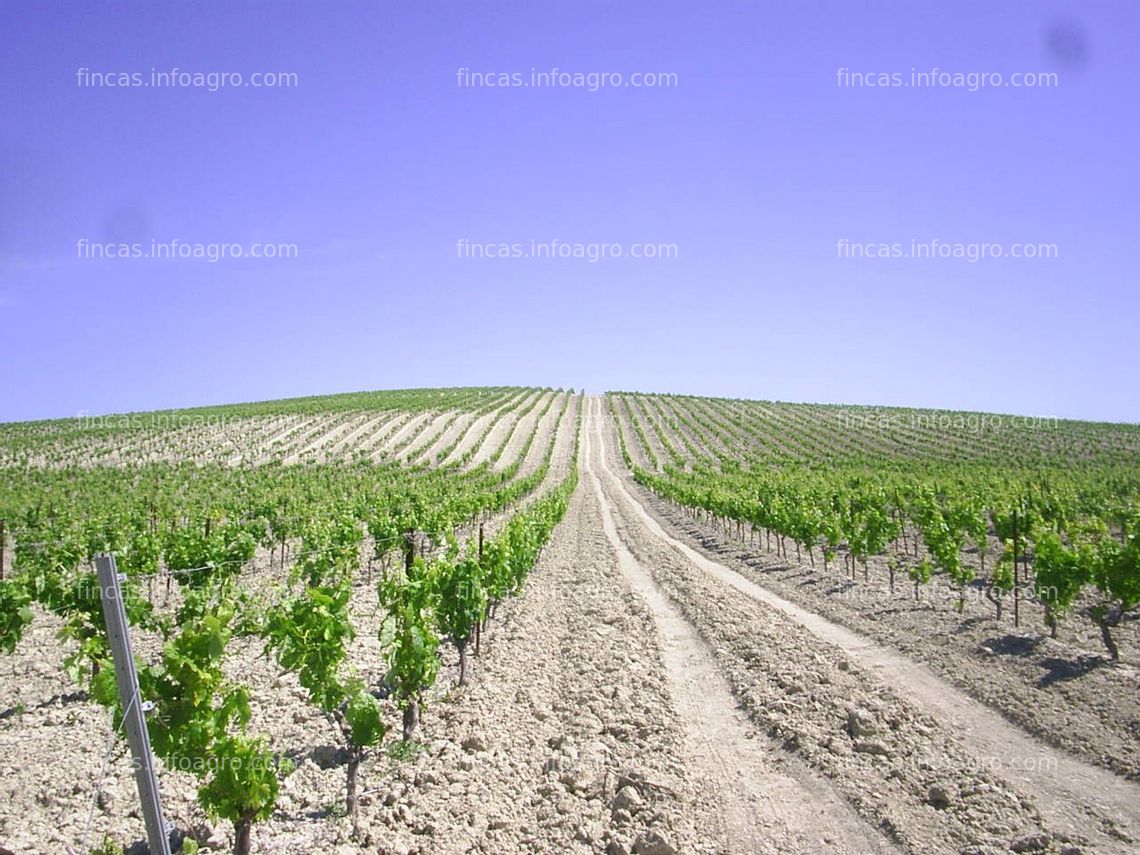 Fotos de A la venta FINCA DE VIÑEDOS JEREZ DE LA FRONTERA 