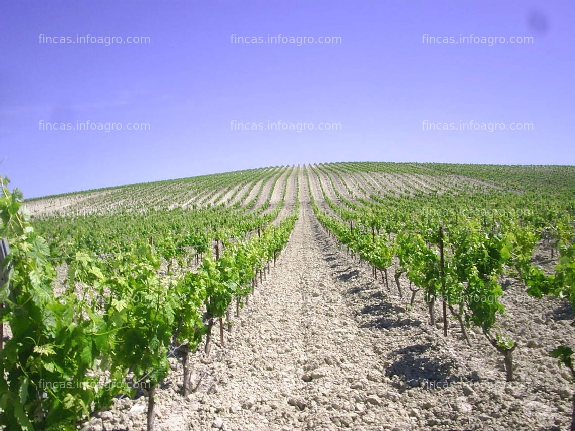 Fotos de A la venta FINCA DE VIÑEDOS JEREZ DE LA FRONTERA 