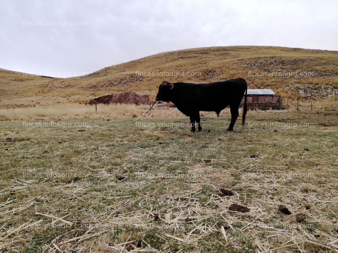 Fotos de En venta  un terreno agrícola