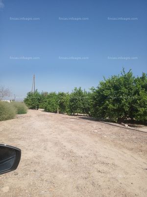 A la venta finca agrícola de limones