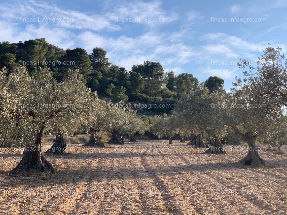 Fotos de Se vende PARCELA AGRICOLA Y URBANIZABLE