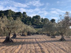 Se vende PARCELA AGRICOLA Y URBANIZABLE