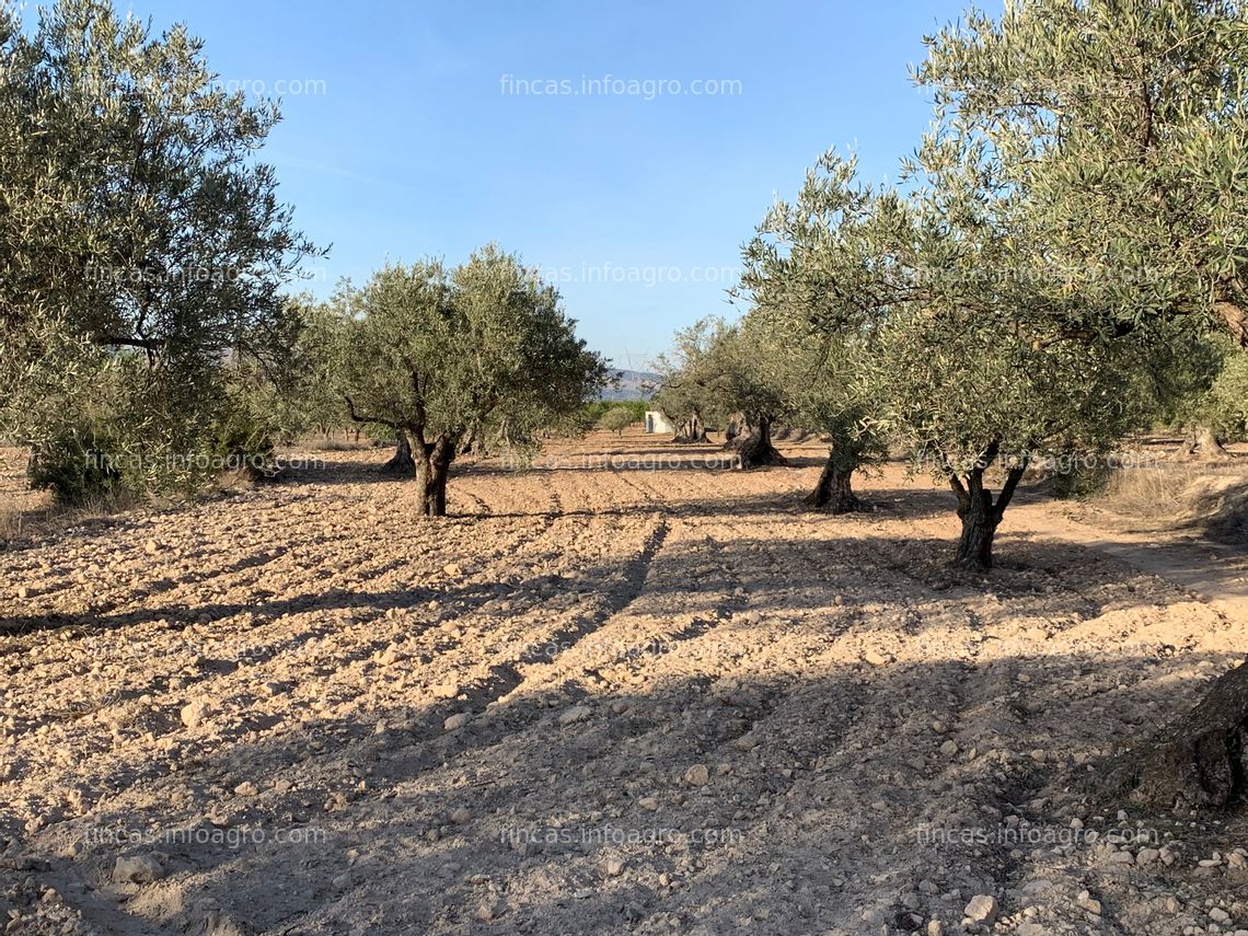 Fotos de Se vende PARCELA AGRICOLA Y URBANIZABLE