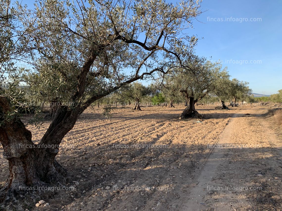 Fotos de Se vende PARCELA AGRICOLA Y URBANIZABLE