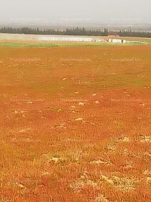 Se vende Terreno agrícola Marruecos