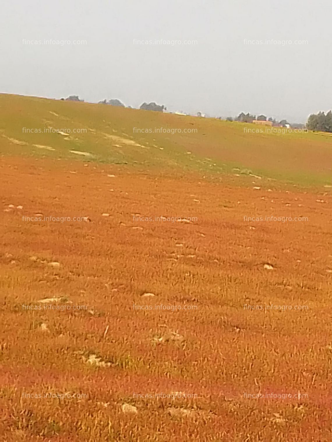 Fotos de Se vende Terreno agrícola Marruecos 