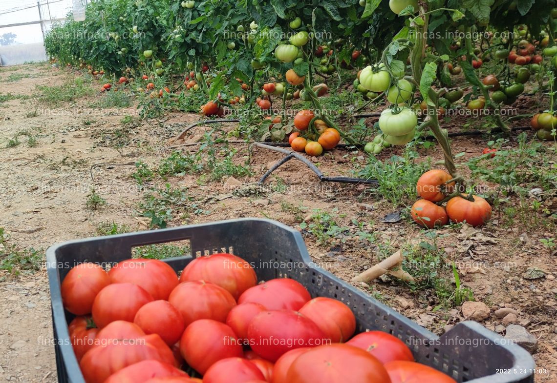 Fotos de Se vende finca agrícola + 5 invernaderos (en funcionamiento). Oportunidad única por jubilación.